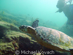 sea turtle on the inside reef at Lauderdale by the Sea by Michael Kovach 